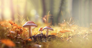 Unveiling the Magic: The Super Mushroom Complex and its fantastical benefits