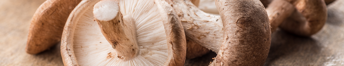 Shiitake – Heal + Co.